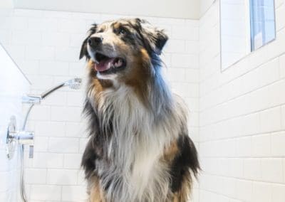 Friendly dog in custom built pet wash in goldstream heights custom home